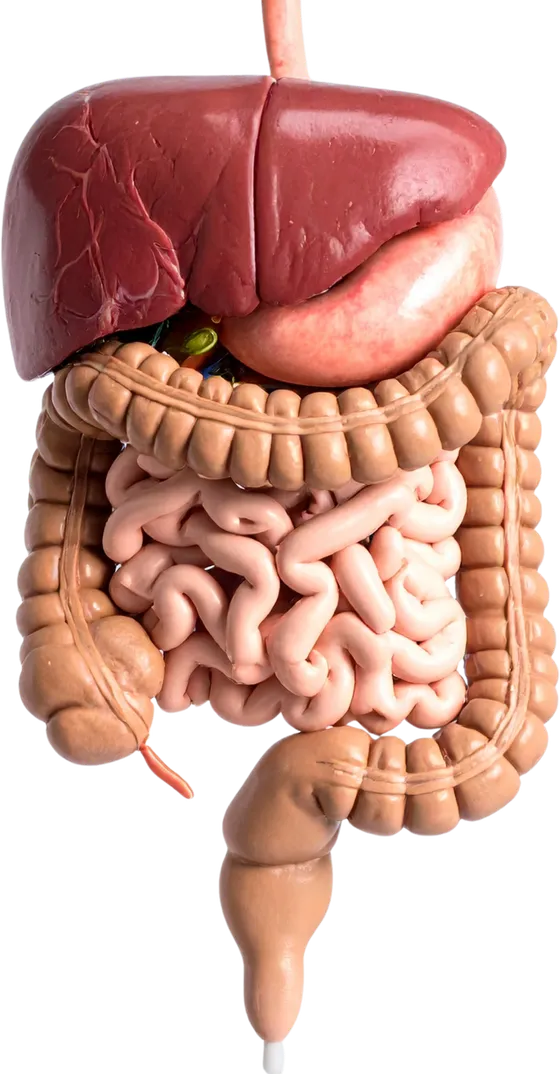 Illustrazione anatomica dell'apparato digerente: stomaco, fegato e intestino