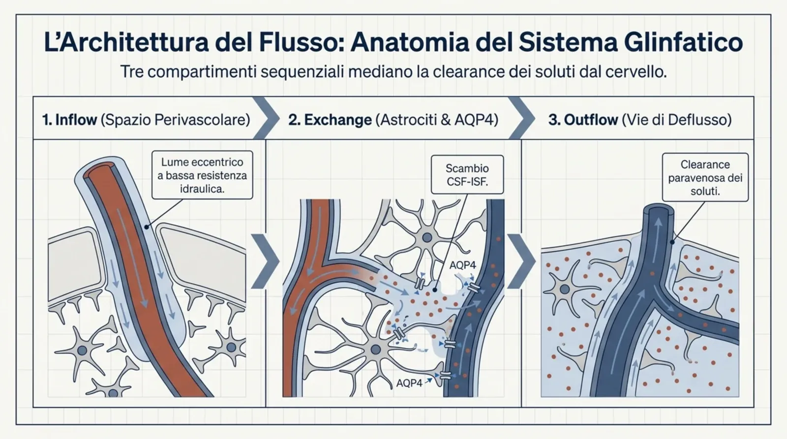 I tre compartimenti sequenziali del sistema glinfatico: inflow perivascolare, scambio CSF-ISF mediato da AQP4, outflow paravenoso