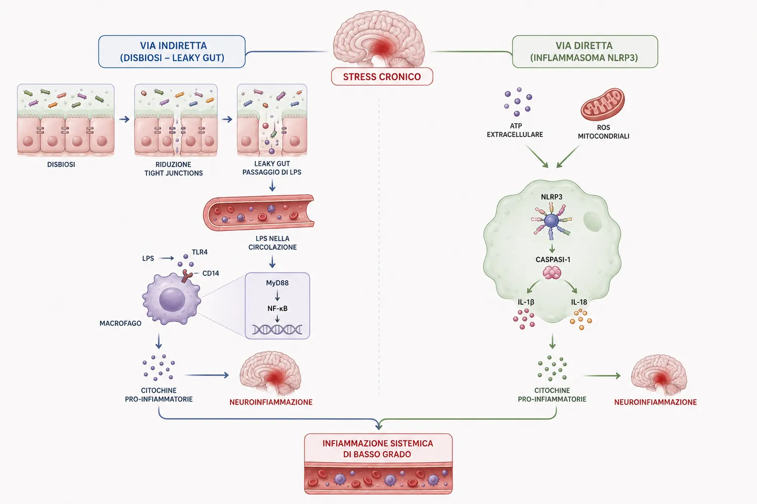 Le due vie verso l’infiammazione sistemica di basso grado: leaky gut con LPS/TLR4 e inflammasoma NLRP3