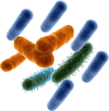 Batteri del microbiota intestinale