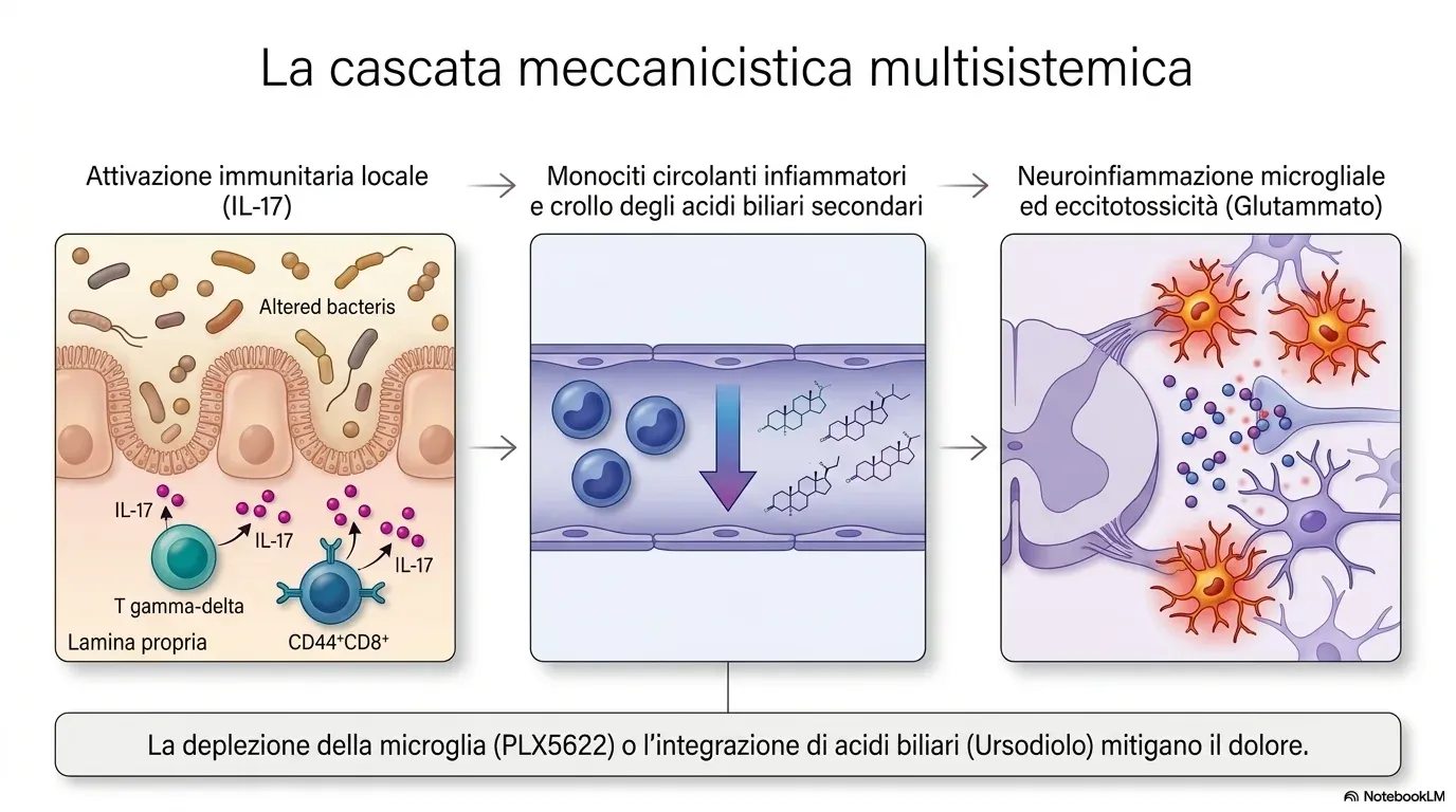 La cascata meccanicistica multisistemica: attivazione immunitaria locale (IL-17), monociti circolanti infiammatori e crollo degli acidi biliari secondari, neuroinfiammazione microgliale ed eccitotossicità da glutammato; la deplezione microgliale (PLX5622) e l’ursodiolo mitigano il dolore