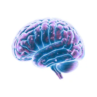 Cervello, il nucleo del sistema mente-corpo