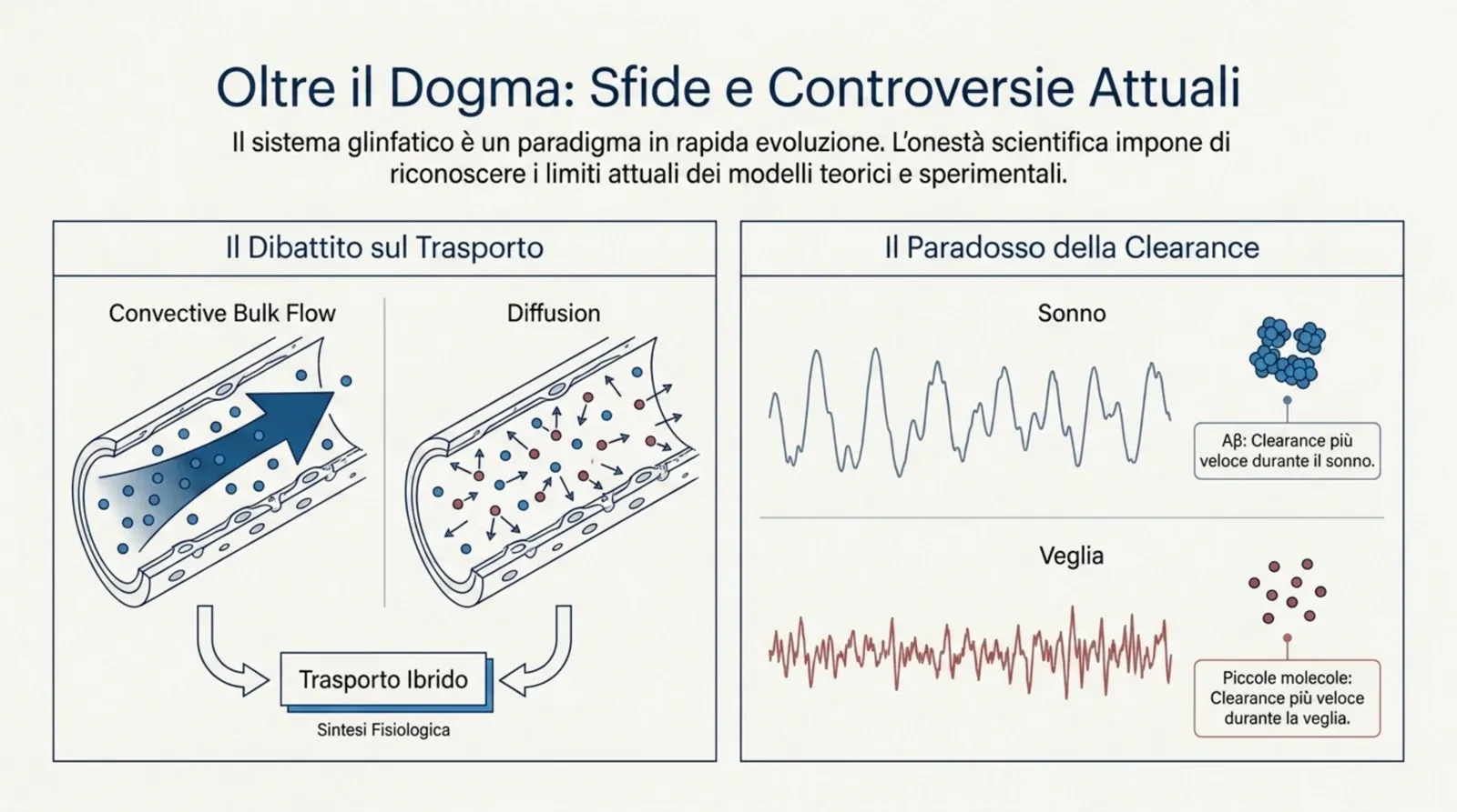Le controversie aperte: il dibattito tra trasporto convettivo (bulk flow) e diffusione converge verso un modello ibrido