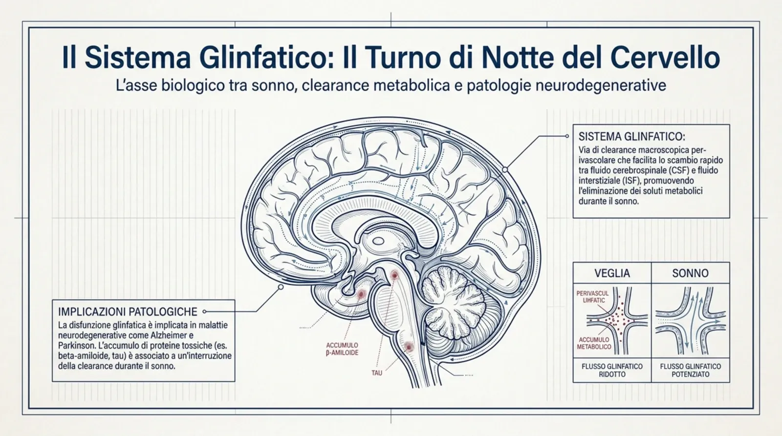 Illustrazione del sistema glinfatico: il liquido cerebrospinale che «lava» il cervello durante il sonno