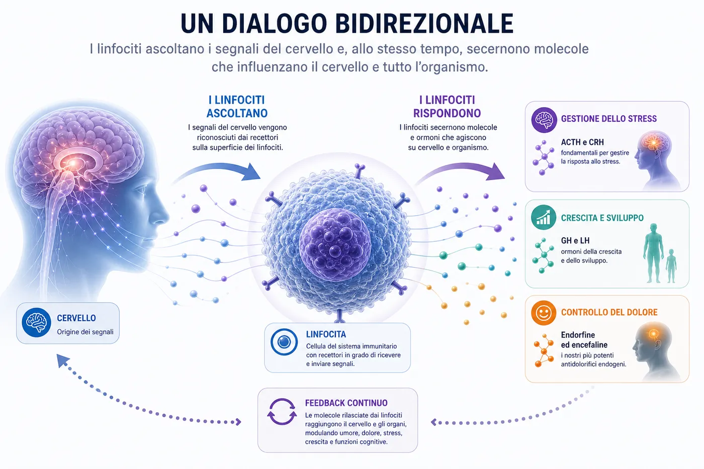 Il dialogo bidirezionale tra sistema nervoso e sistema immunitario: i linfociti ascoltano e a loro volta rispondono