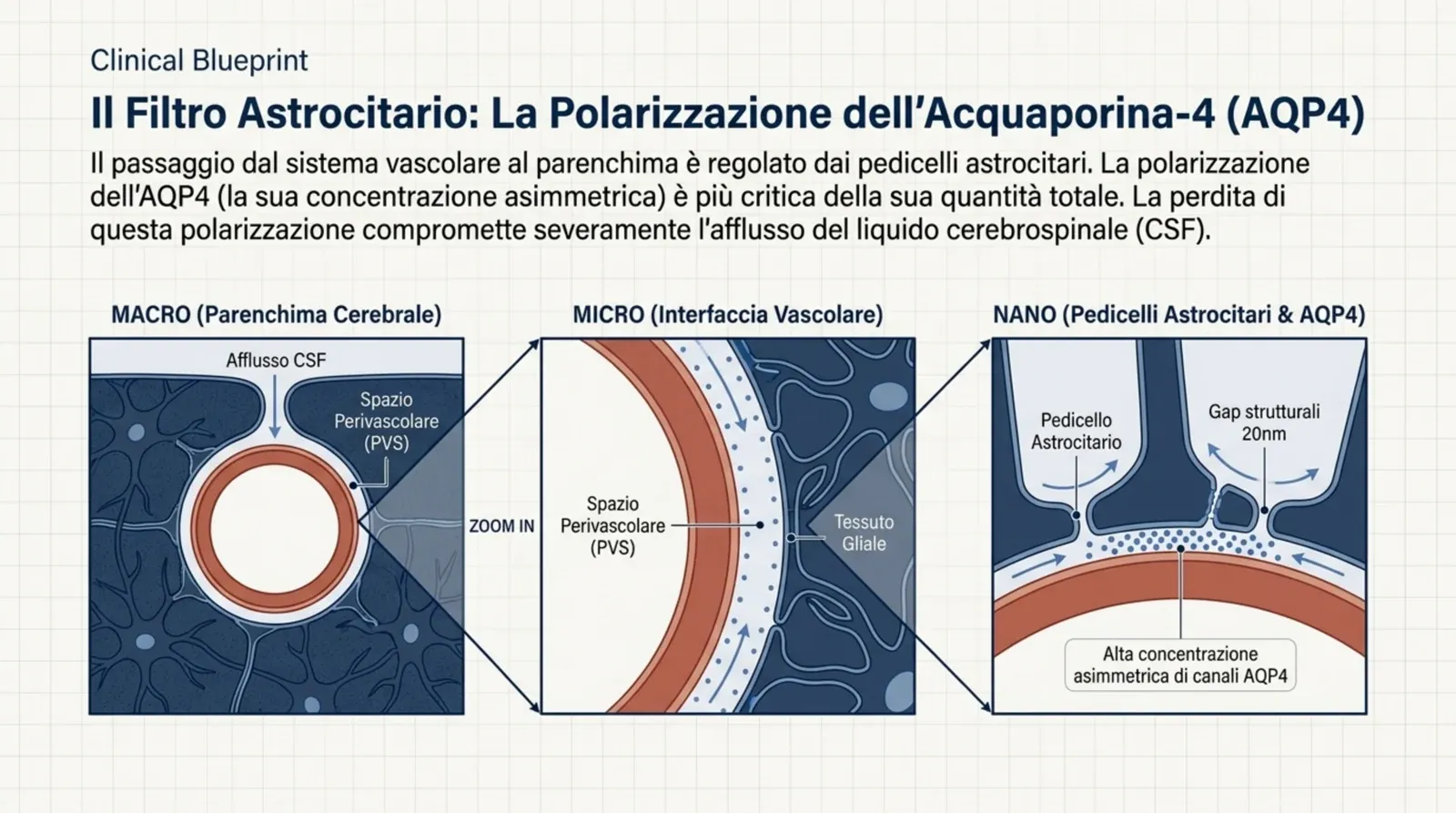 Il filtro astrocitario a tre scale (macro, micro, nano): la polarizzazione asimmetrica dell’AQP4 sui pedicelli regola l’afflusso di CSF nel parenchima