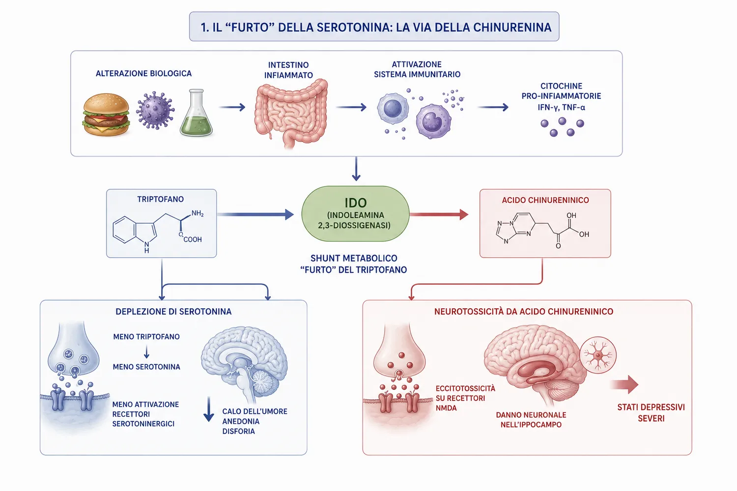 Il «furto» del triptofano lungo la via della chinurenina: deplezione di serotonina e neurotossicità da acido chinolinico