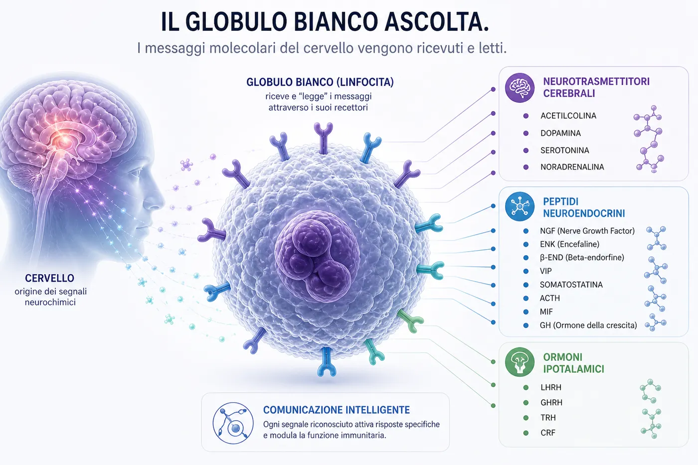 Un globulo bianco con i suoi recettori «antenna» che leggono neurotrasmettitori, peptidi neuroendocrini e ormoni ipotalamici