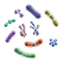 Microbiota intestinale