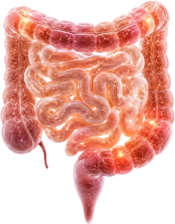 Intestino e colon, l'organo al centro del percorso