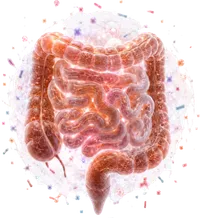 Intestino e microbiota