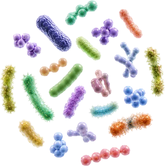 Il microbiota intestinale: una comunità di batteri di forme e colori diversi
