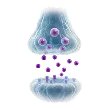 Sinapsi e neurotrasmettitori