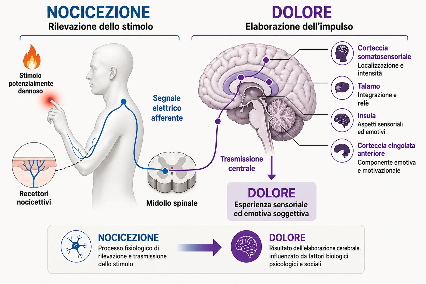 Schema della differenza tra nocicezione, il segnale che parte dai tessuti, e dolore, l’elaborazione che ne fa il cervello