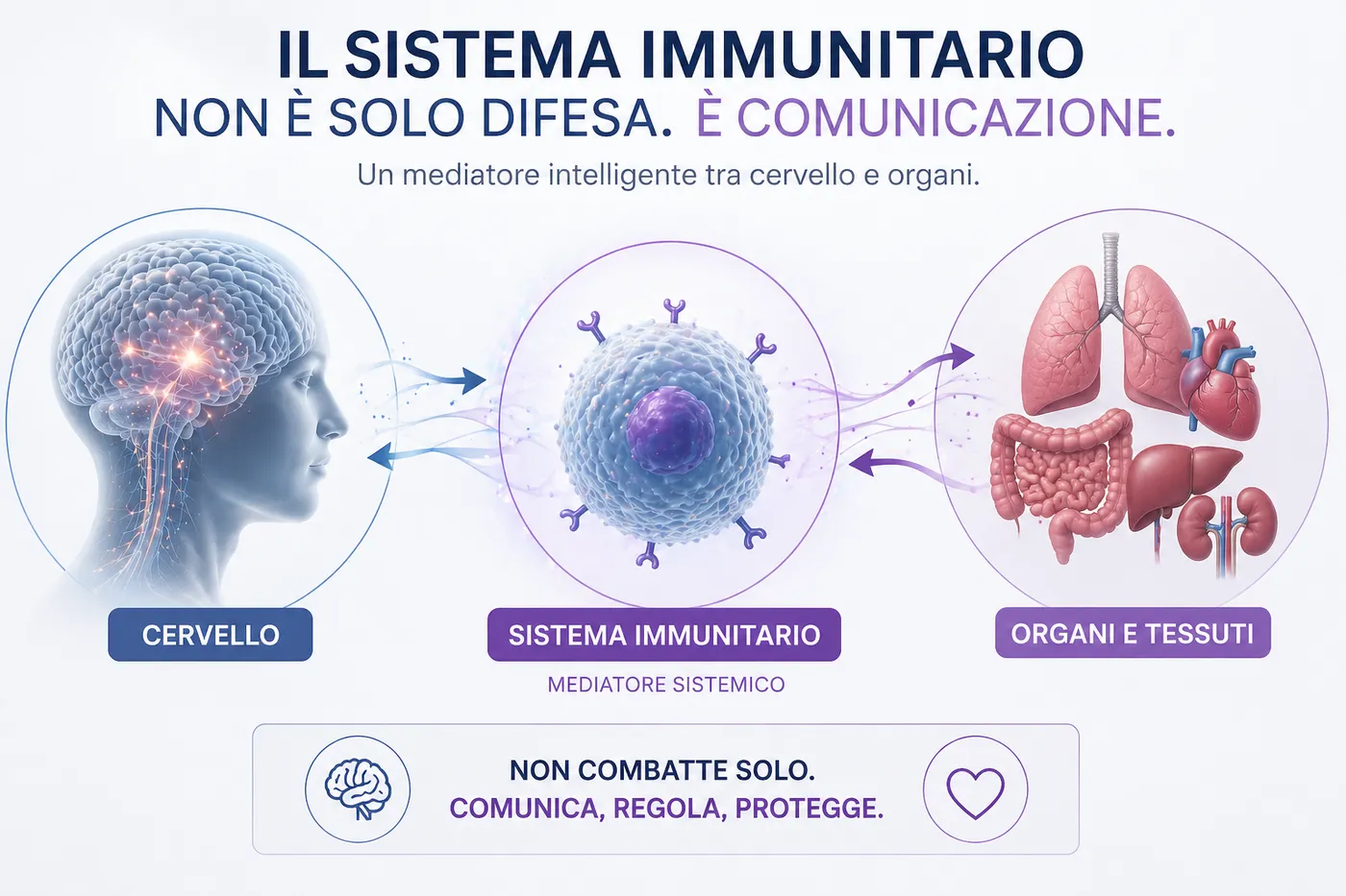 Schema: il sistema immunitario come mediatore che comunica tra cervello e organi, non solo difesa