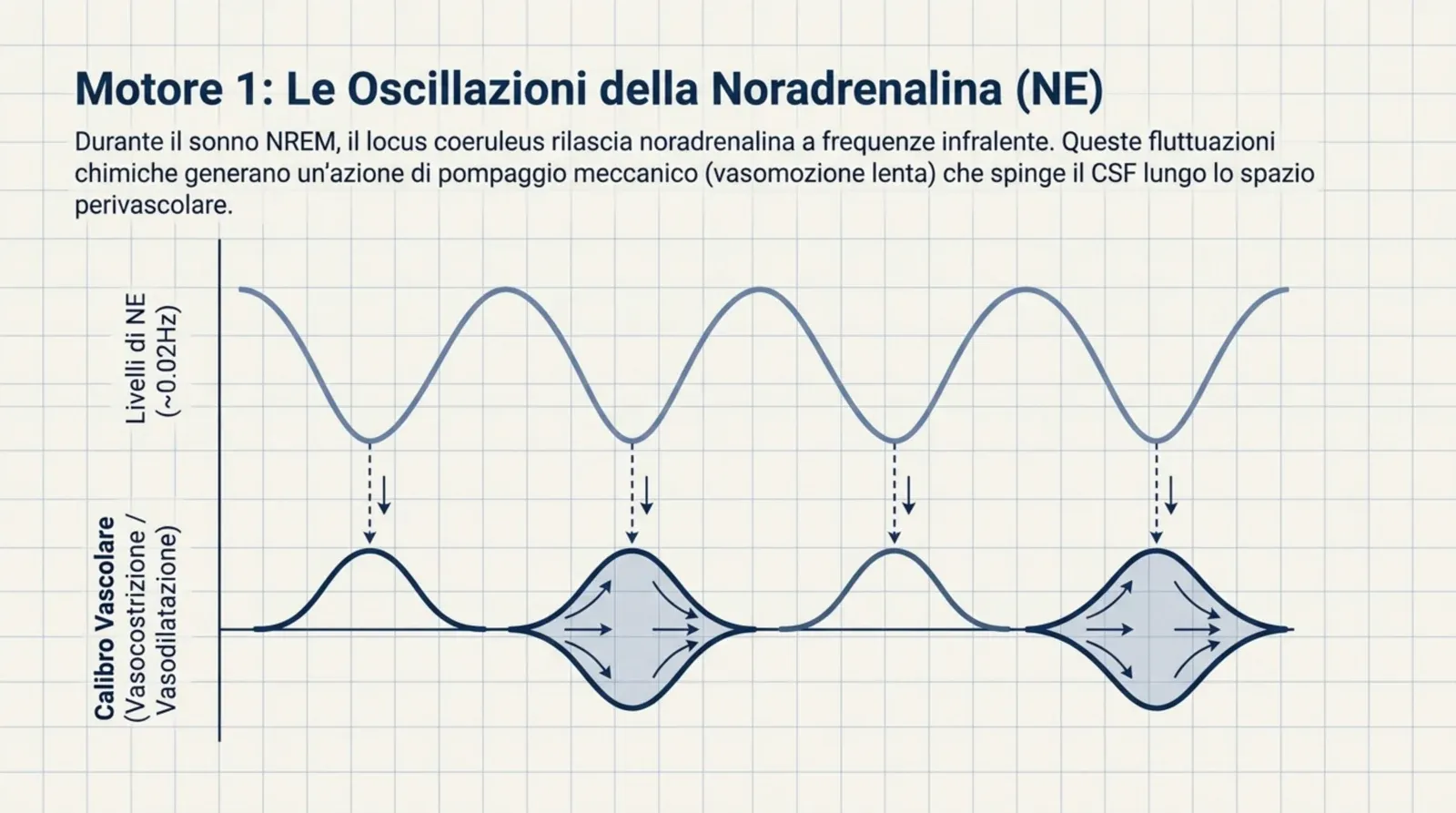 Il primo motore: le oscillazioni infraslow (~0,02 Hz) della noradrenalina dal locus coeruleus generano la vasomozione lenta che spinge il CSF