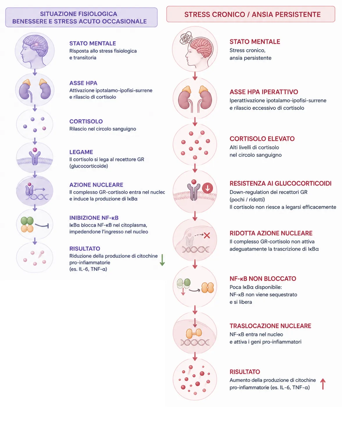 Confronto tra la situazione fisiologica e lo stress cronico: la cascata cortisolo–IκBα–NF-κB e la resistenza ai glucocorticoidi