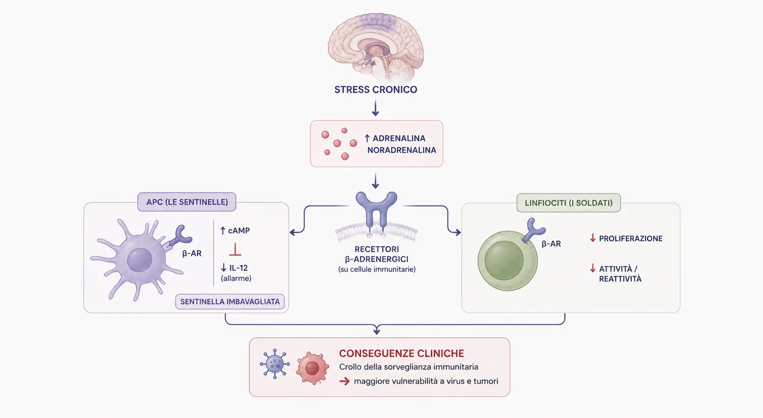 Come lo stress agisce sui recettori β-adrenergici delle sentinelle (APC) e dei linfociti, riducendo la sorveglianza immunitaria