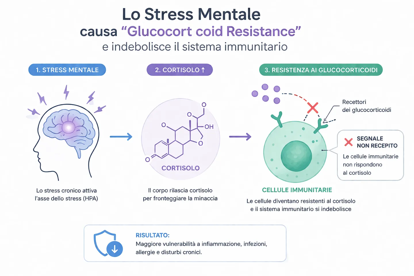 Schema in tre tappe: lo stress mentale attiva l’asse HPA, il corpo rilascia cortisolo, le cellule immunitarie diventano resistenti al cortisolo e il sistema immunitario si indebolisce