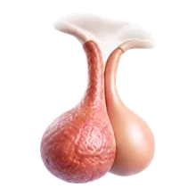 Ipofisi