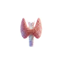 Tiroide, sistema endocrino