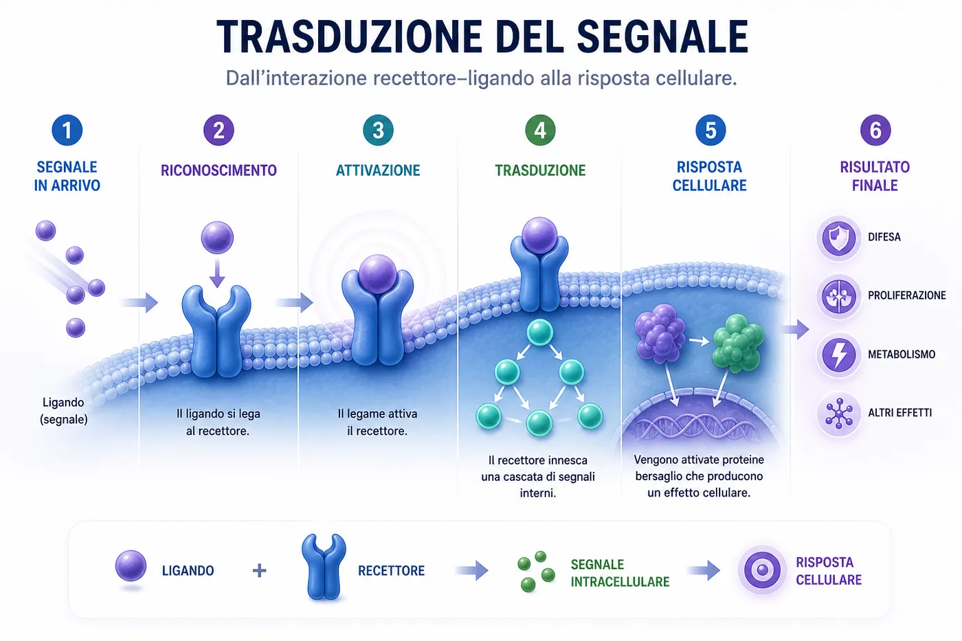I sei passaggi della trasduzione del segnale: dall’incontro tra ligando e recettore alla risposta della cellula