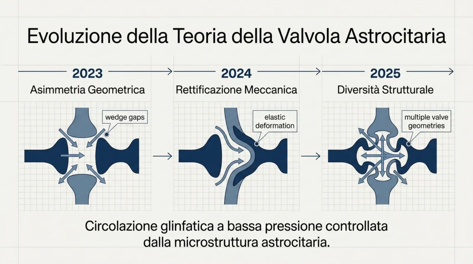 L’evoluzione della teoria della valvola astrocitaria dal 2023 al 2025: dall’asimmetria geometrica alla rettificazione meccanica fino alla diversità strutturale
